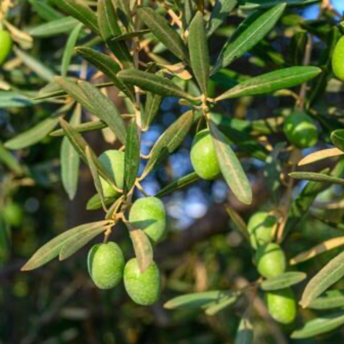 PAUL'S ROCKIN' EVOO